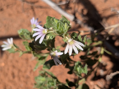 Scaevola amblyanthera (Scaevola amblyanthera)