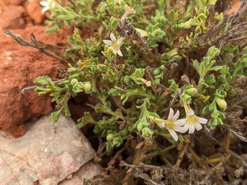 Scaevola amblyanthera (Scaevola amblyanthera)