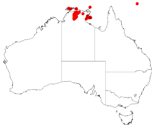 Scaevola angulata: Scaevola angulata Occurrence data downloaded from Australasian Virtual Herbarium on 12 May 2019