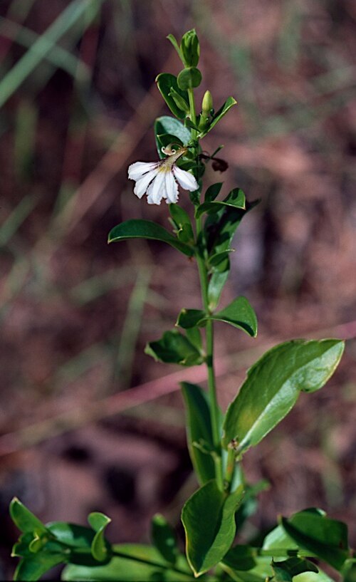 Scaevola angulata: Scaevola angulata in Kakadu National Park, about 5 km from the Nourlangie Rock Road turnoff along Kakadu Highway, Northern Territory