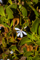 Scaevola angustata (Scaevola angustata)