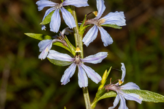 Scaevola angustata (Scaevola angustata)