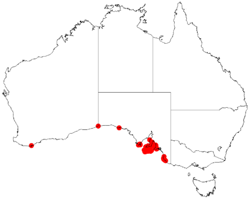 Scaevola angustata: Scaevola angustata Occurrence data downloaded from Australasian Virtual Herbarium on 12 May 2019
