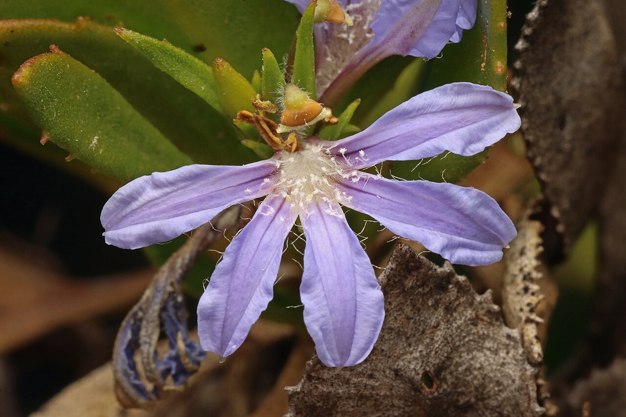 Scaevola angustata: Scaevola angustata in Australia