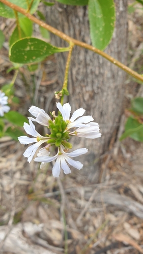 Scaevola angustata (Scaevola angustata)