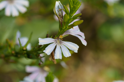 Scaevola angustata (Scaevola angustata)