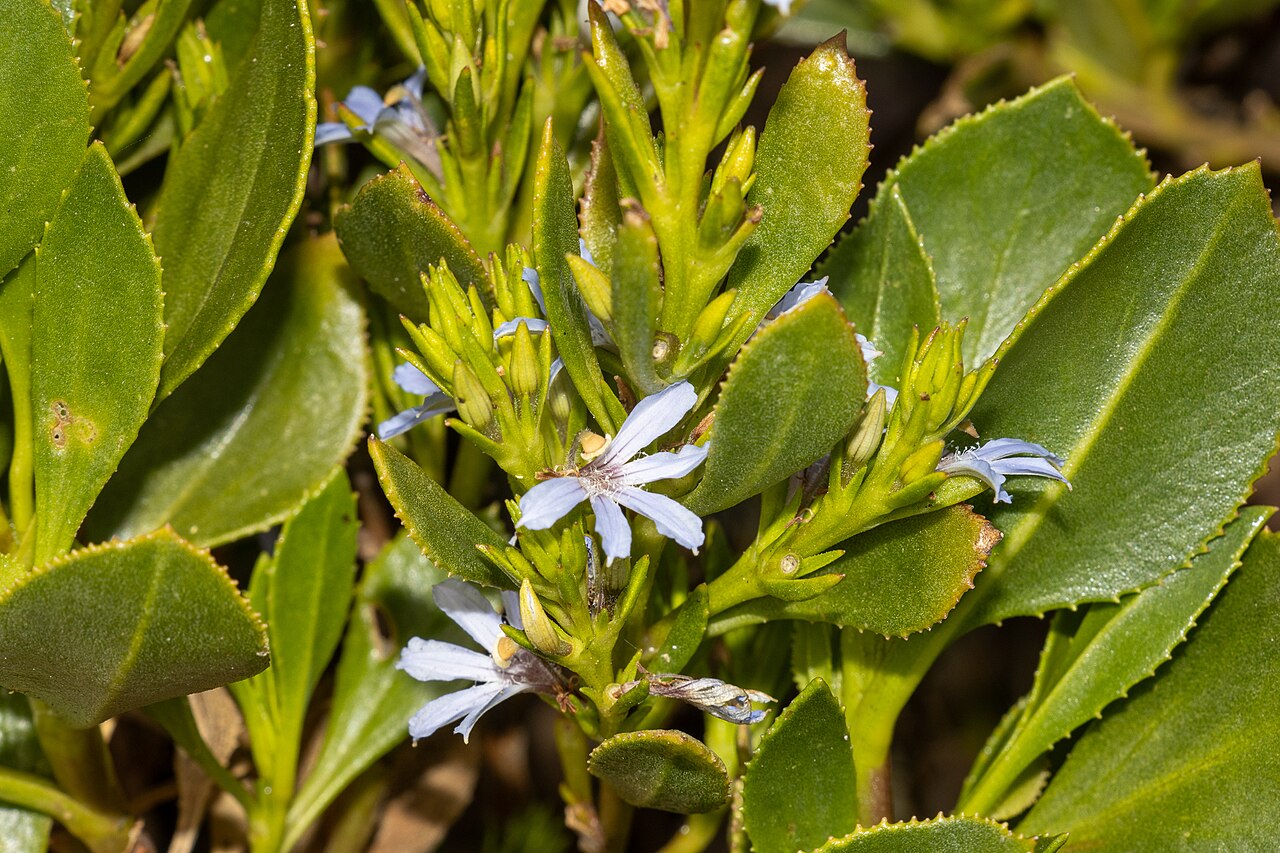 Scaevola angustata: Scaevola angustata in Australia