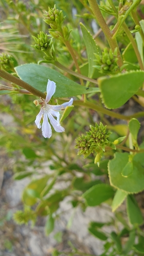 Scaevola angustata (Scaevola angustata)