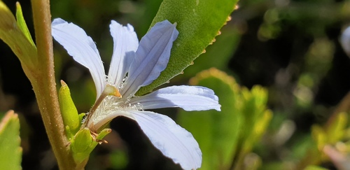 Scaevola angustata (Scaevola angustata)