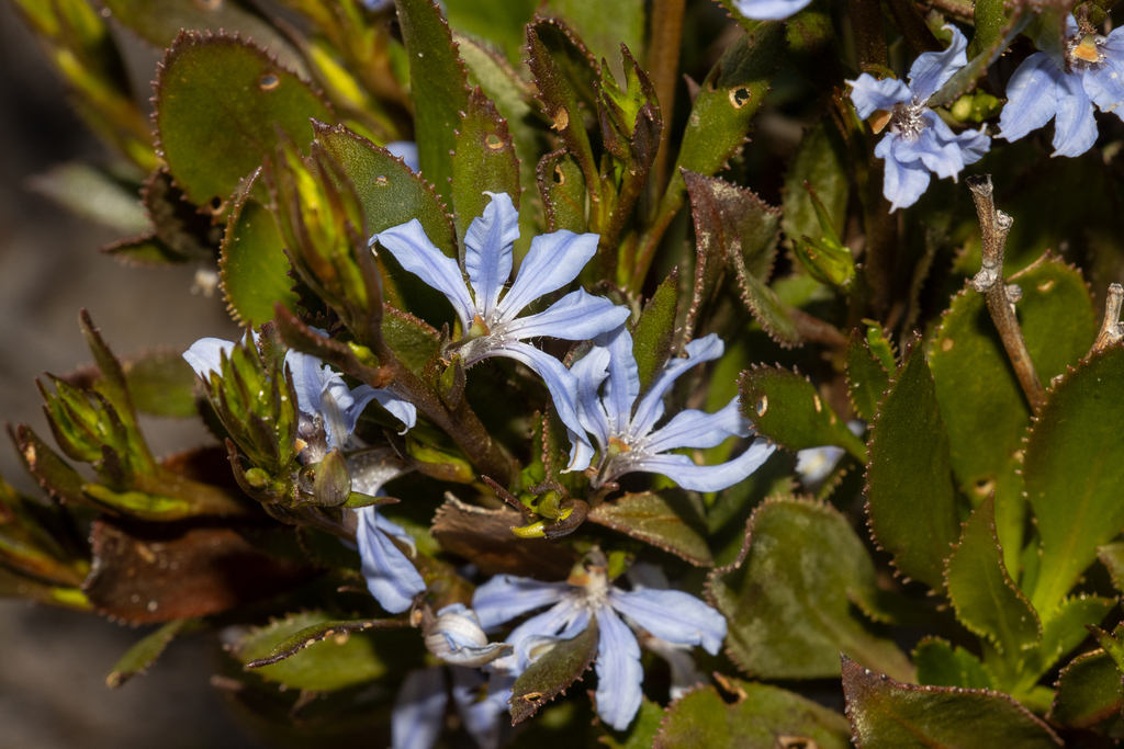 Scaevola angustata (Scaevola angustata)