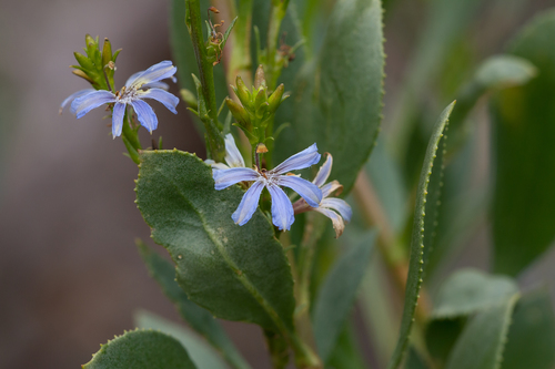 Scaevola angustata (Scaevola angustata)