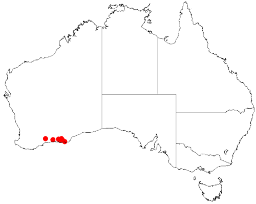 Scaevola archeriana: Scaevola archeriana Occurrence data downloaded from Australasian Virtual Herbarium on 12 May 2019