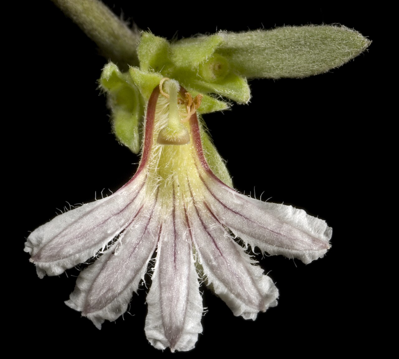 Scaevola canescens: KRT3255