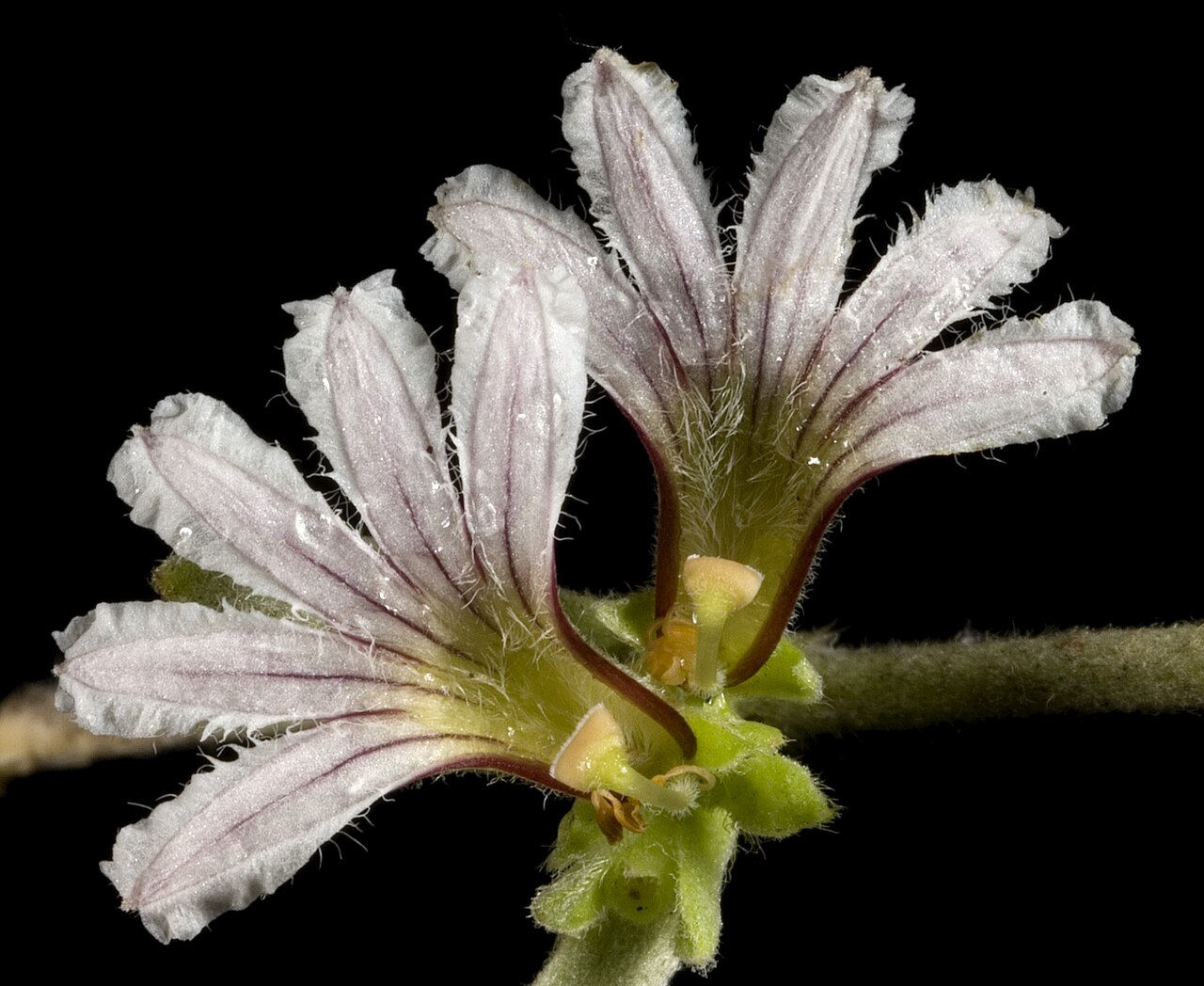 Scaevola canescens: KRT3255