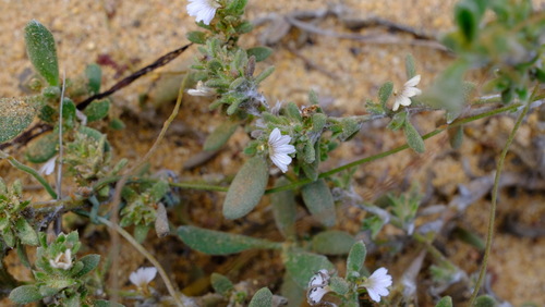 Scaevola canescens (Scaevola canescens)