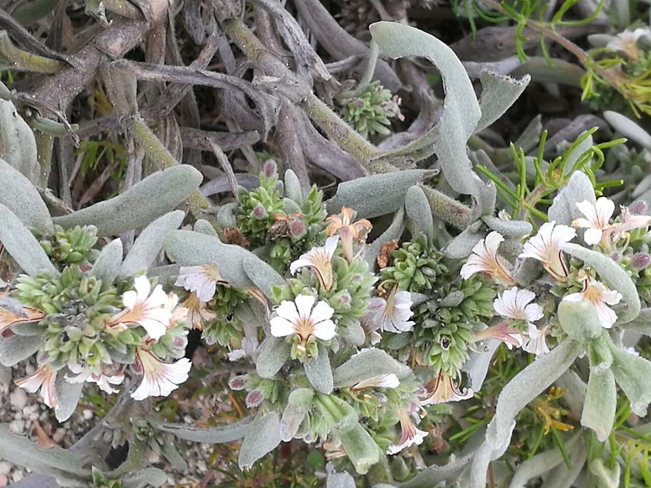 Scaevola canescens: Scaevola canescens , Kensington Bushland , Perth, Western Australia