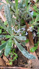 Scaevola canescens (Scaevola canescens)