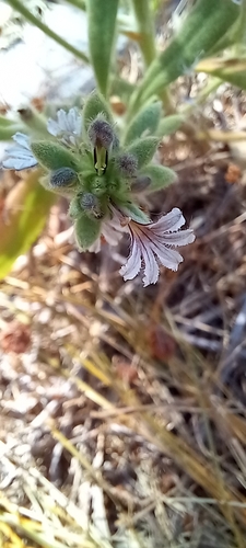 Scaevola canescens (Scaevola canescens)