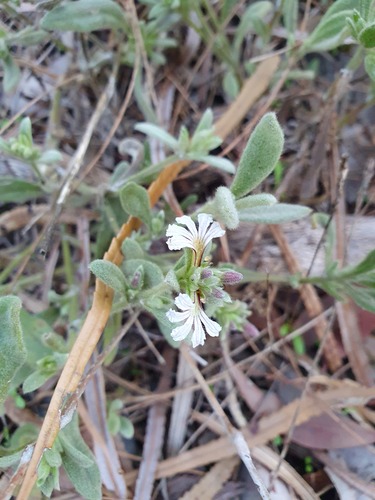 Scaevola canescens (Scaevola canescens)