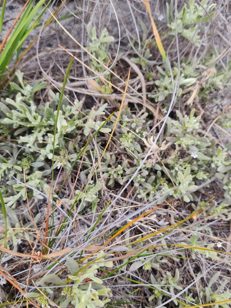 Scaevola canescens (Scaevola canescens)