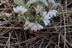 Scaevola canescens (Scaevola canescens)