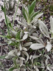 Scaevola canescens (Scaevola canescens)