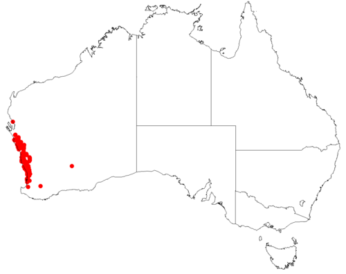 Scaevola canescens: Scaevola canescens occurrence records from Australasian Virtual Herbarium downloaded 23 June 2018