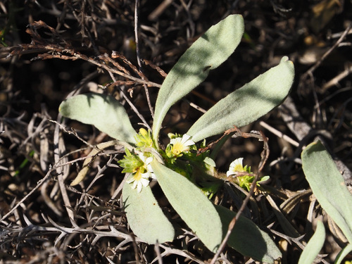 Scaevola canescens (Scaevola canescens)