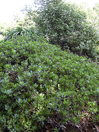 Dwarf naupaka: Scaevola coriacea (habit). Location: Maui, Hoolawa Farms, Haiku