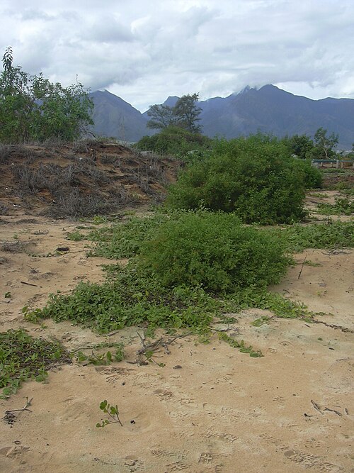Dwarf naupaka: Scaevola coriacea (area planted). Location: Maui, Kanaha Beach