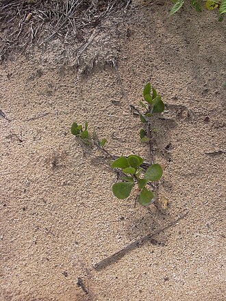 Dwarf naupaka: Scaevola coriacea (planted). Location: Maui, Kanaha Beach