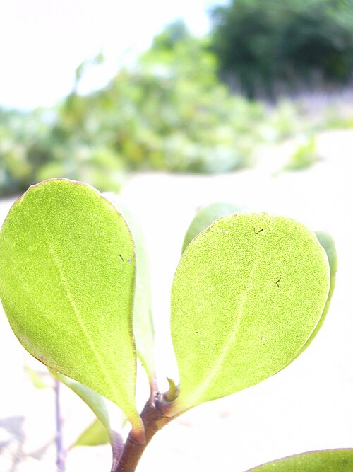 Dwarf naupaka: Scaevola coriacea (leaves backlit). Location: Maui, Kanaha Beach