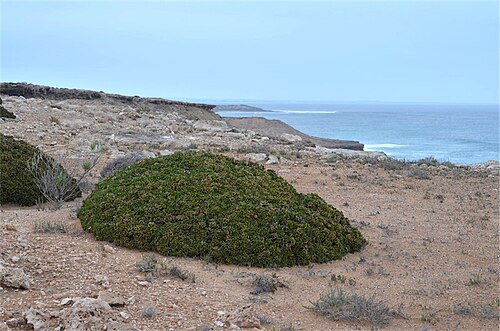 Cushion fanflower: Scaevola crassifolia near Venus Bay, Eyre Peninsula, South Australia