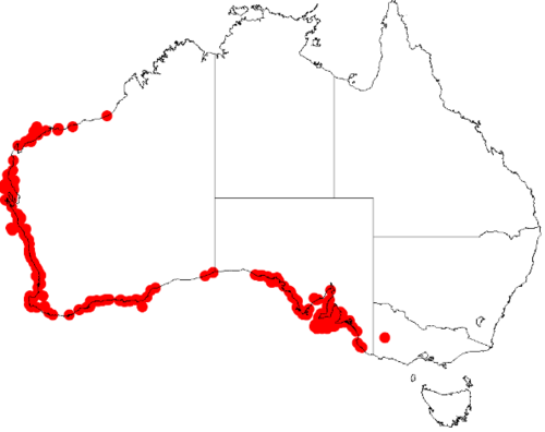 Cushion fanflower: Scaevola crassifolia occurrence data from Australasian Virtual Herbarium downloaded 12 May 2019