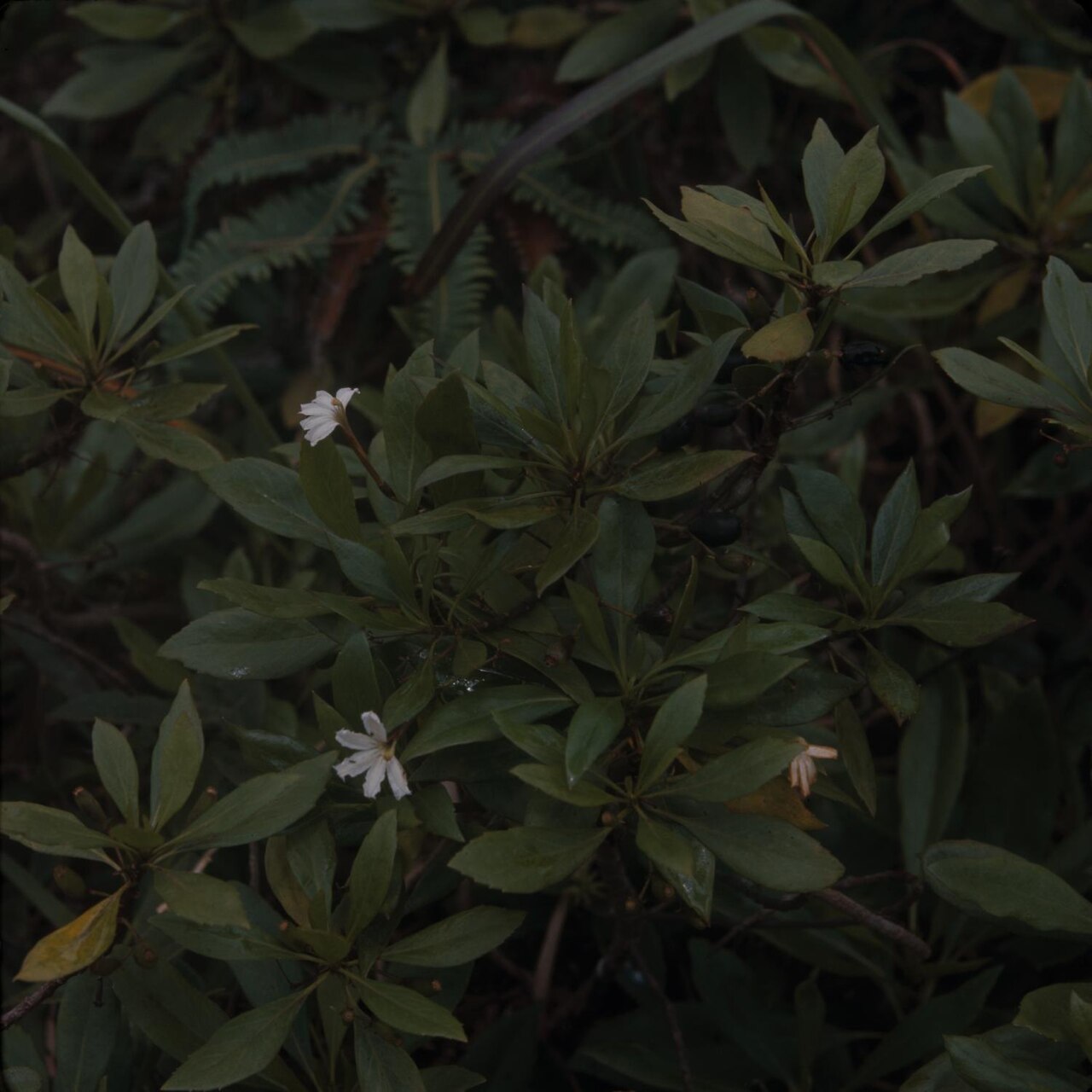 Mountain naupaka: Photograph of Scaevola gaudichaudiana close-up on Kauai Island, United States. Photograph is underexposed. The entire photograph is dense with deep green plants