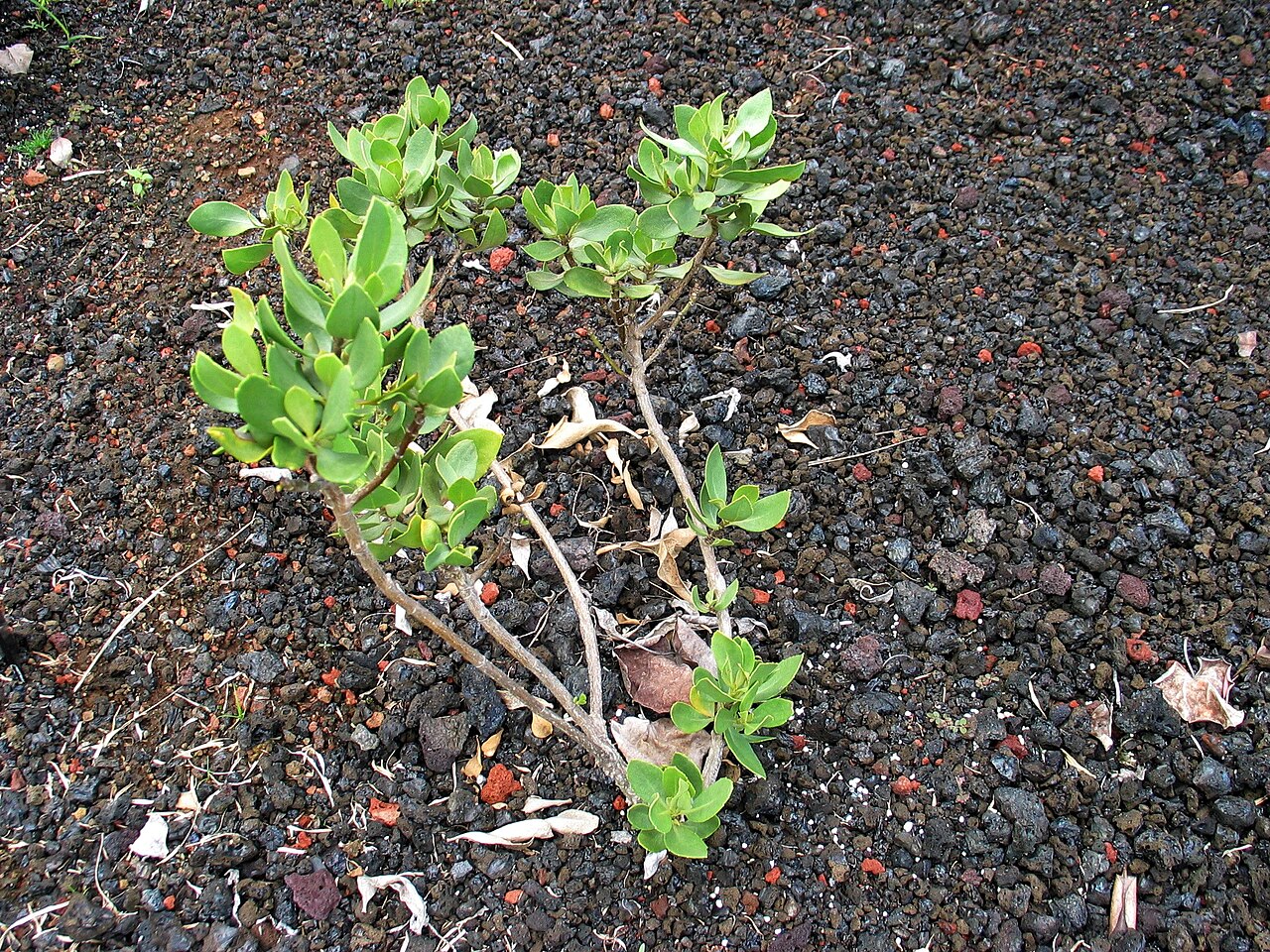 Huahekili uka: Huahekili uka, Naupaka kuahiwi, or Kilauea naupaka Goodeniaceae Endemic to the Hawaiian islands (Hawaiʻi Island only) Hawaiʻi Island