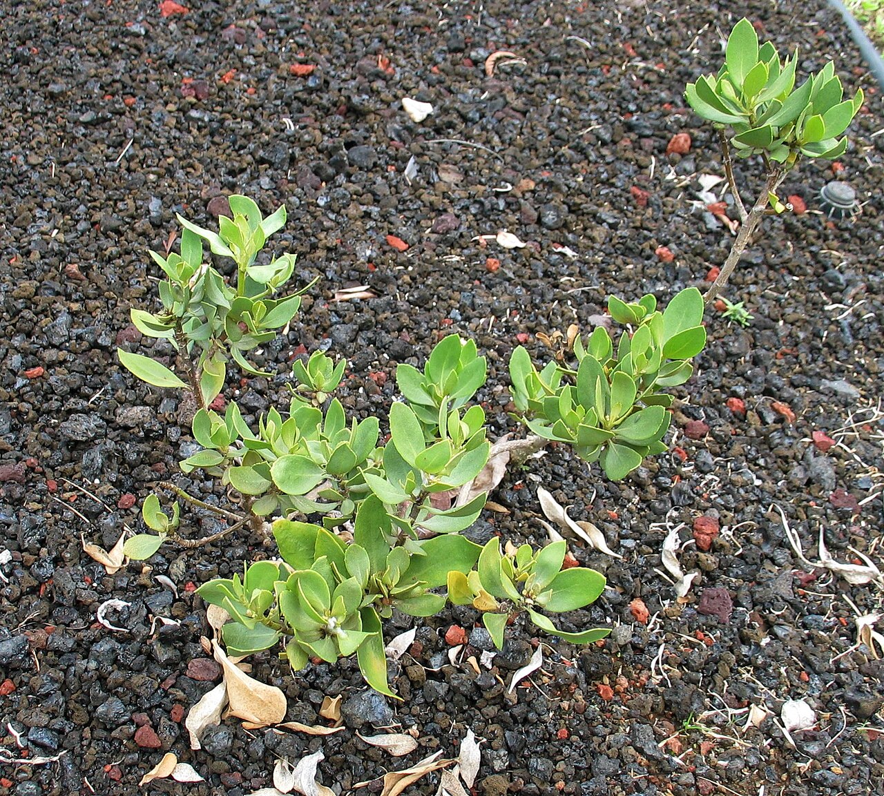 Huahekili uka: Huahekili uka, Naupaka kuahiwi, or Kilauea naupaka Goodeniaceae Endemic to the Hawaiian islands (Hawaiʻi Island only) Hawaiʻi Island