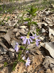 Scaevola microphylla (Scaevola microphylla)