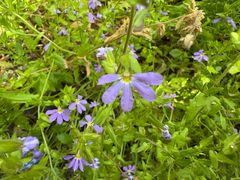Scaevola microphylla (Scaevola microphylla)
