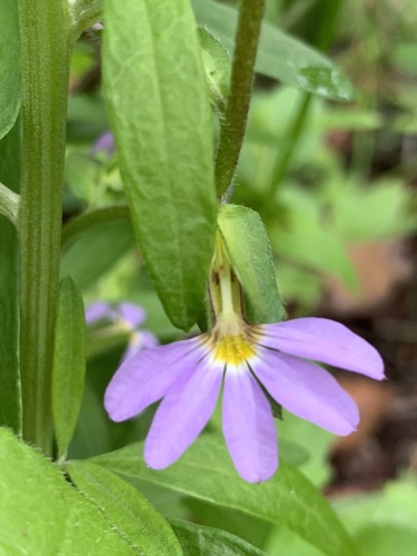 Scaevola microphylla (Scaevola microphylla)