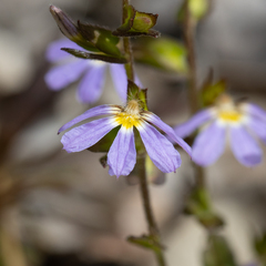 Scaevola microphylla (Scaevola microphylla)