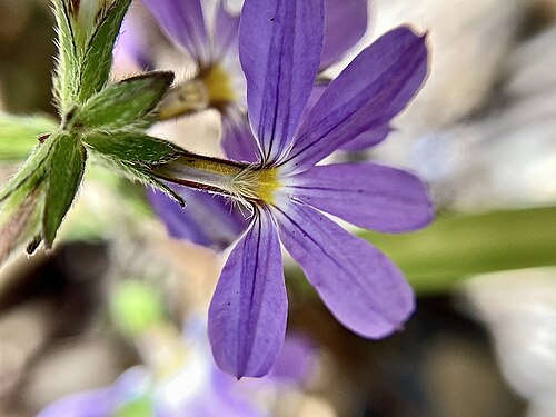 Scaevola microphylla: Scaevola microphylla near the Bibbulmun Track and the summit of Mount Hallowell, near Ocean Beach, Western Australia
