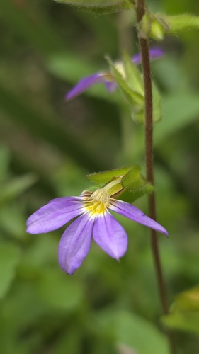 Scaevola microphylla (Scaevola microphylla)
