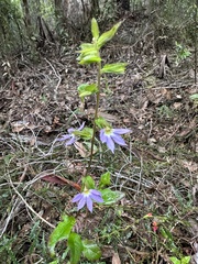 Scaevola microphylla (Scaevola microphylla)