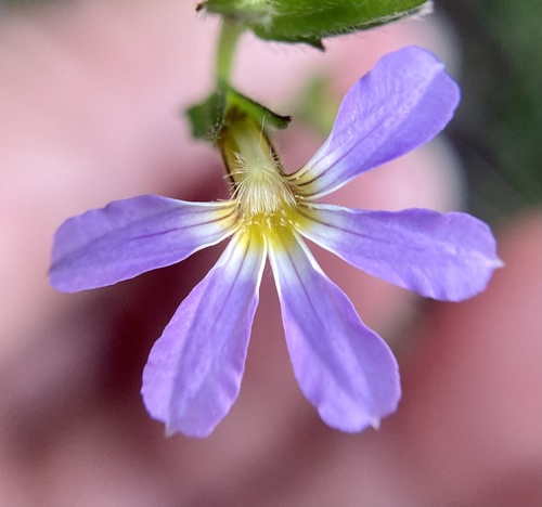Scaevola microphylla (Scaevola microphylla)