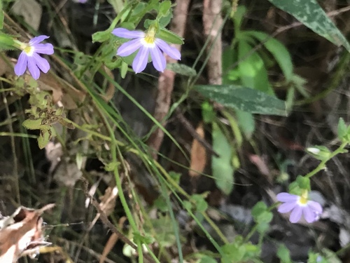 Scaevola microphylla (Scaevola microphylla)