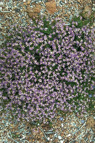 Scaevola microphylla: Scaevola microphylla near Walpole, Western Australia
