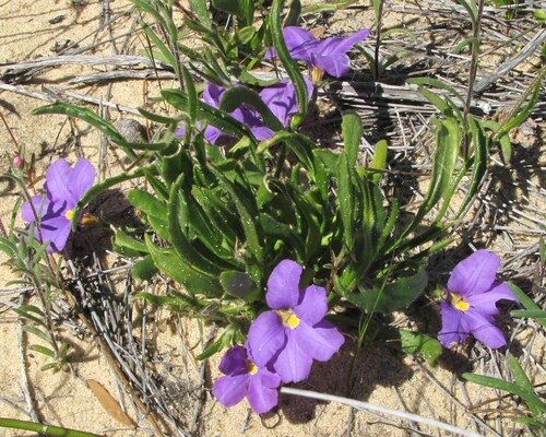 Scaevola phlebopetala (Scaevola phlebopetala)