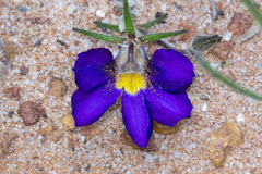 Scaevola phlebopetala (Scaevola phlebopetala)
