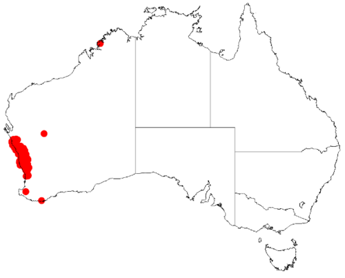 Scaevola phlebopetala: Scaevola phlebopetala occurrence data downloaded from Australasian Virtual Herbarium on 12 May 2019